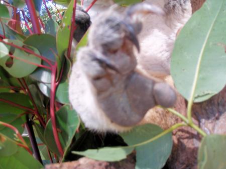 Un Coup De Pate De Koala...